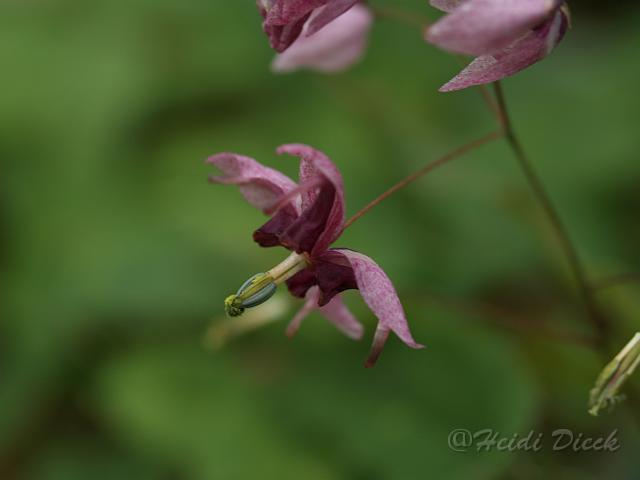 Epimedium Kaguyahime2.JPG